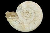 Perisphinctes Ammonite - Jurassic #100288-1